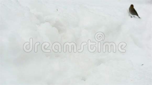 花栗鼠从雪中出现视频的预览图