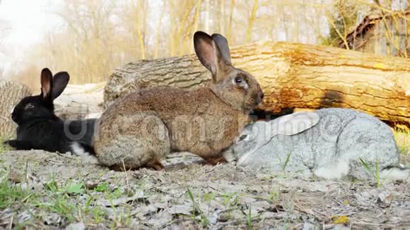 三只可爱的兔子在森林的草地上视频的预览图