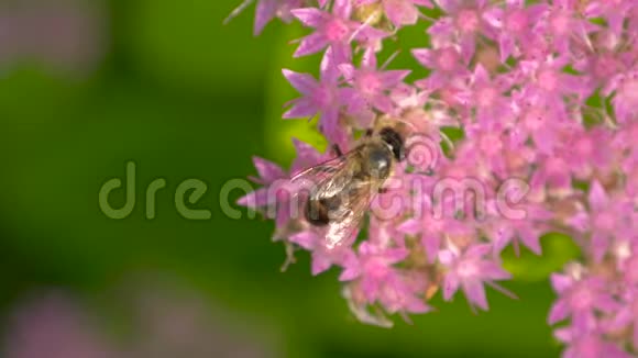 蜜蜂聚集花粉的宏观上景视频的预览图