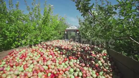 收获苹果成熟的水果被收集在一个木制的容器里视频的预览图