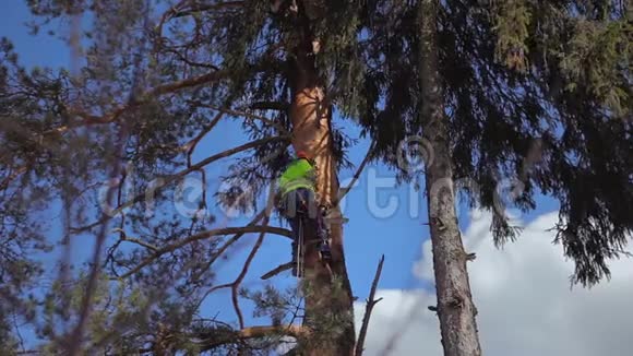植树者在树上砍下一个结视频的预览图