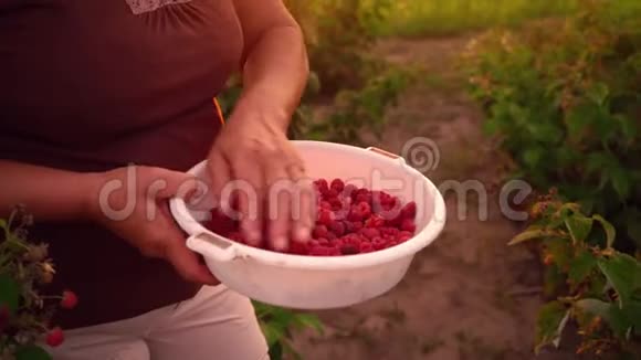 覆盆子采摘者在日落的背景下对收集到的浆果进行分类用手拿着覆盆子视频的预览图