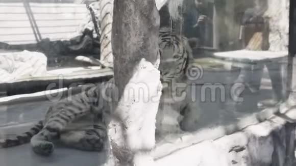 白虎躺在笼子里视频的预览图