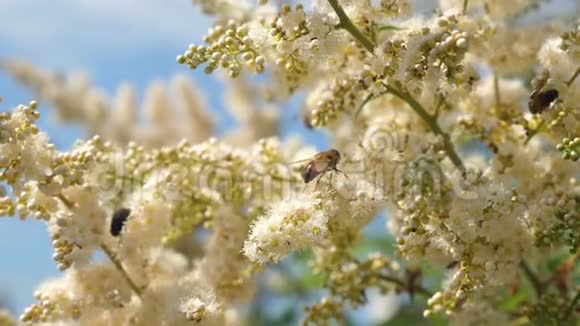 树枝上的白花是由蜜蜂授粉的慢动作许多不同的昆虫采集花蜜视频的预览图