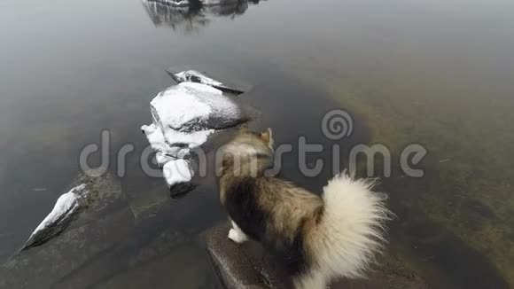长着美丽长发的马拉穆特哈士奇狗在河岸上的岩石上平稳地移动小雪花飘落下来视频的预览图