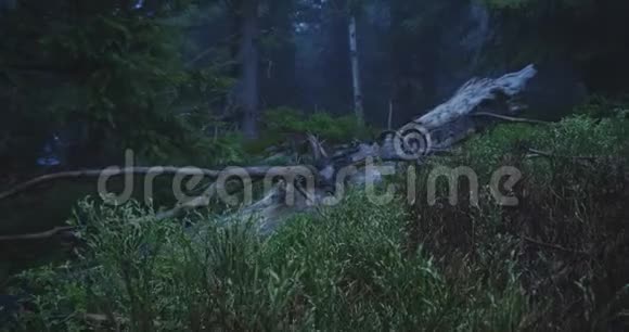 在松松的森林草地上树枝扭曲的倒下的树视频的预览图