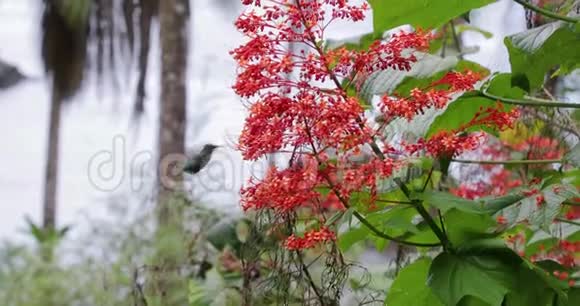 从热带雨林中的花朵中觅食的科利布里视频的预览图