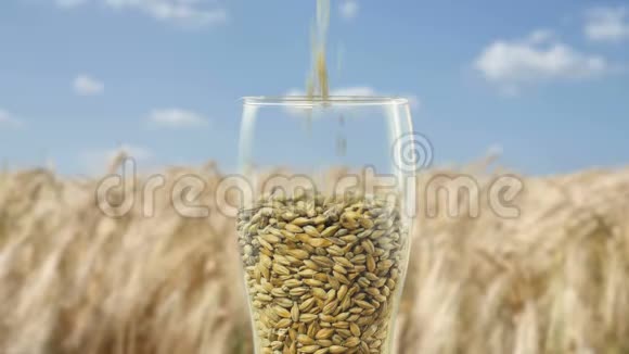 特写啤酒杯补充谷物大麦麦芽和烤小麦使黑暗和轻啤酒性质概念视频的预览图