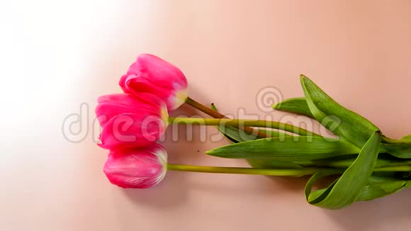 平躺着的花朵雌性的手在粉红色的背景上捧着一束珊瑚郁金香视频的预览图