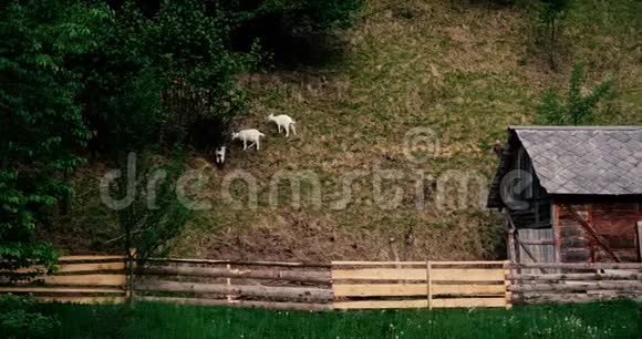 秋天在邋遢的喀尔巴阡山放牧草地的小山羊视频的预览图