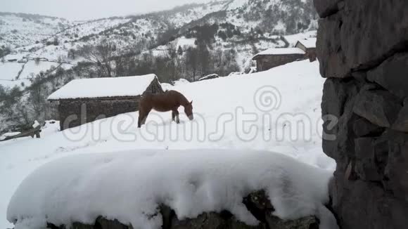 马停在农村房屋前被雪覆盖的田野里视频的预览图