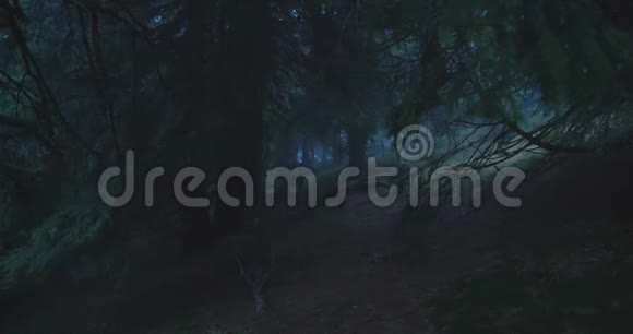 深云杉树和蜿蜒的根在他们之间的喀尔巴阡山脉在斯洛文尼亚视频的预览图