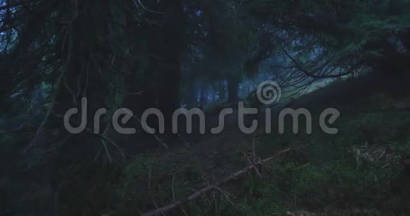 在懒洋洋的喀尔巴阡山脉中神奇的云杉树和长满青草的斑块视频的预览图