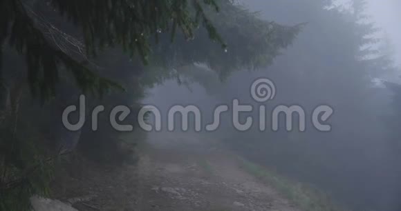 秋天在斯洛文尼亚的喀尔巴阡山森林草坪覆盖着浓雾视频的预览图