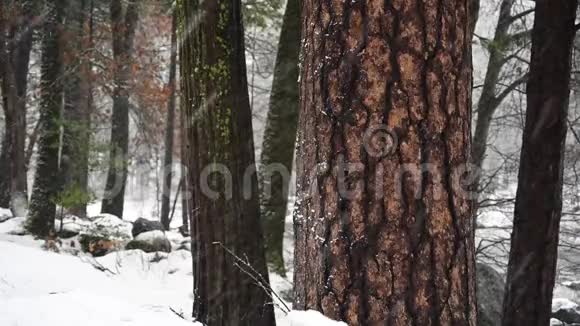 大红杉和飞雪视频的预览图