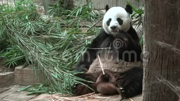 大熊猫吃午饭泰国清迈视频的预览图
