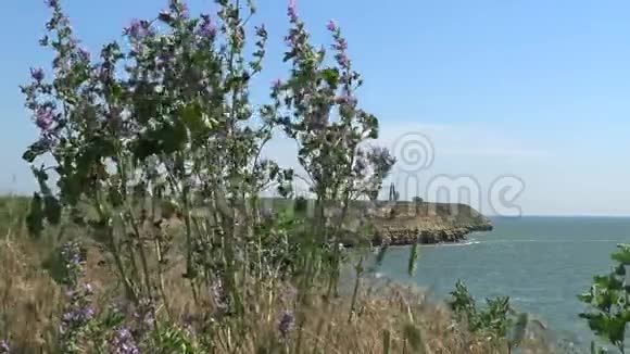 贝雷赞岛上的草原植被迎风摇曳的开花植物视频的预览图