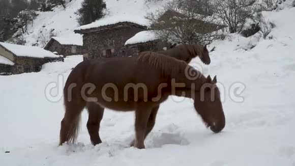 近景两匹马在雪覆盖的田野里寻找食物视频的预览图