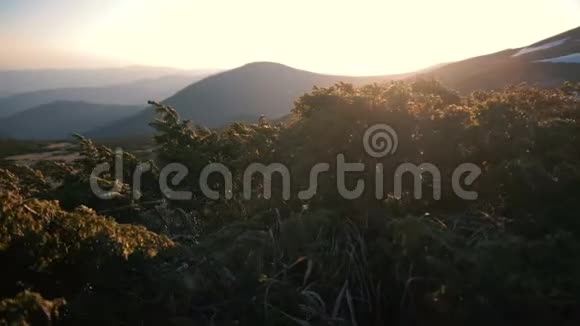 喀尔巴阡山脉日落时分低叶的树木在狂风的吹拂下视频的预览图