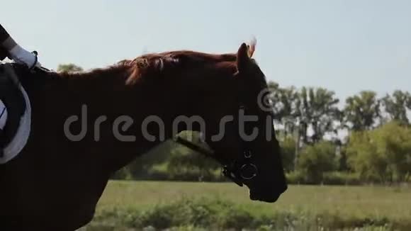 骑师骑着一匹马在河马场上马的头部特写斯塔迪卡姆视频的预览图