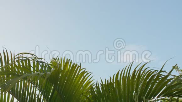 飞机起飞的背景下悬挂树枝棕榈在印度尼西亚视频的预览图