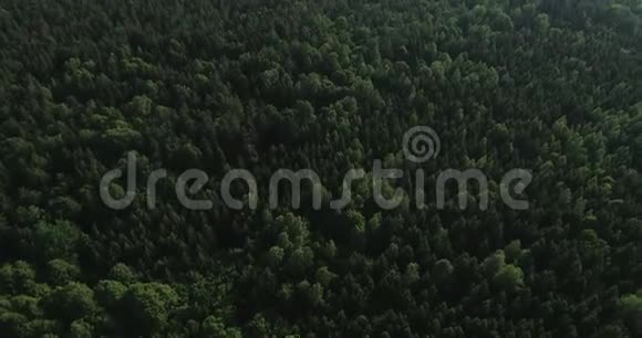 空中视频无人机飞越波兰的绿色大森林国家公园2019年夏天视频的预览图