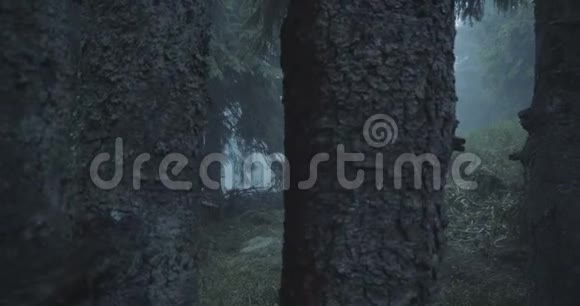 巨大的云杉树和草坪之间的喀尔巴阡山脉在斯洛文尼亚视频的预览图