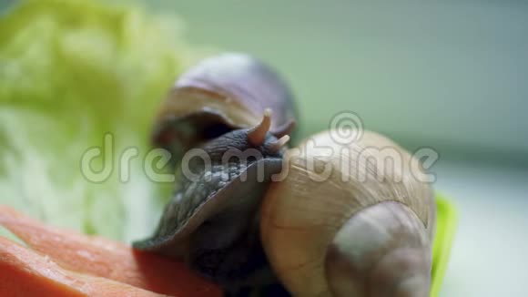 蜗牛沿着草地爬行勃艮第螺黑螺也是罗马螺可食用的螺或是一种视频的预览图