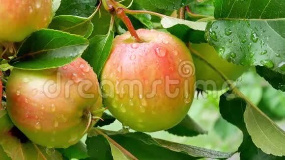 夏雨后有机果园树枝上有水滴的苹果视频的预览图
