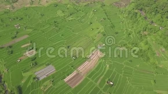 亚细亚村的稻田从上面的飞行无人机鸟瞰中国广西绿色水稻种植农业视频的预览图