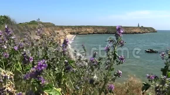 贝雷赞岛上的草原植被迎风摇曳的开花植物视频的预览图