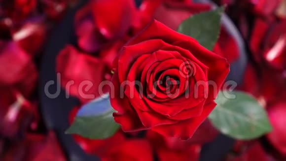 俯视红玫瑰花旋转特写背景美丽的暗红色玫瑰特写视频的预览图
