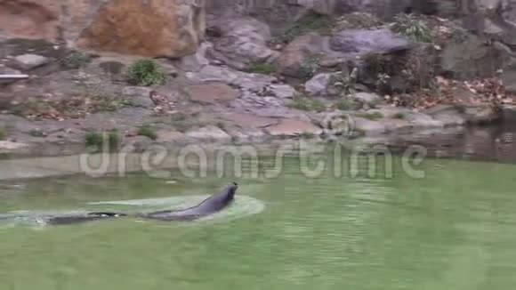 可爱的皮毛海豹在柏林动物园的池塘里游泳4k视频的预览图