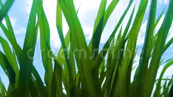 绿草与阳光环保理念视频的预览图