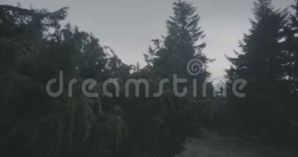 秋季喀尔巴阡山绿针叶树在缓慢运动视频的预览图