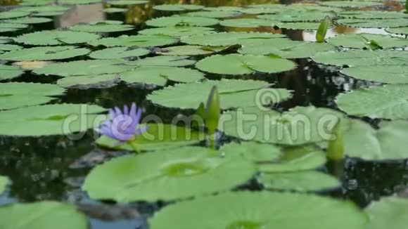 小小的紫色莲花和池塘里的许多叶子视频的预览图