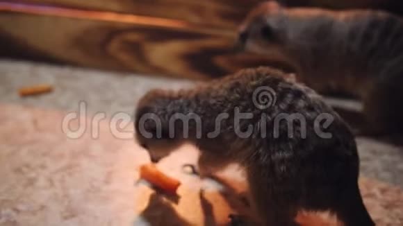 动物园笼子里的猫鼬在地板上吃胡萝卜视频的预览图