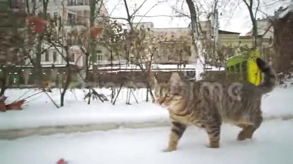 冬天流浪猫在老城敖德萨的街道上散步寻找食物视频的预览图