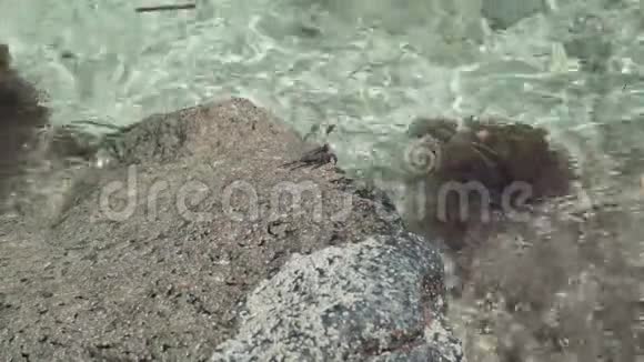 塞舌尔普拉斯林岛清澈的海水在岩石上翻滚小海蟹在石头上爬行旅游度假视频的预览图