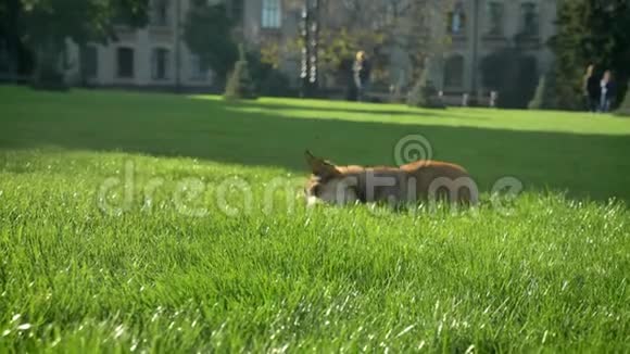 绿色公园背景下狗带着小球奔跑和与人类玩耍的肖像视频的预览图