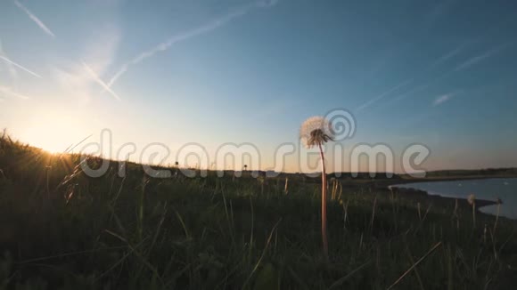一片美丽的春日日落时一片田野里的绒毛白色蒲公英的头和种子视频的预览图