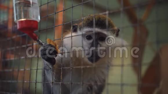动物园里一只被关在笼子里的猴子在寻找食物视频的预览图