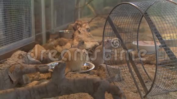 几只老鼠在一个大金属笼子里视频的预览图