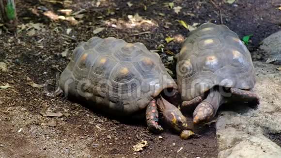 动物园里的一对加拉帕戈斯龟视频的预览图