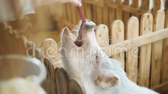 在宠物动物园发现一个女孩在喂猪吃胡萝卜猪张开嘴伸手抓住女孩的手视频的预览图