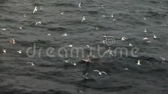成群的海鸥不断地在水面上叫喊着从水面上飞起来视频的预览图