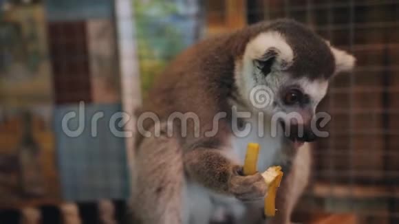 在宠物动物园里有趣地吃香蕉的特写狐猴视频的预览图