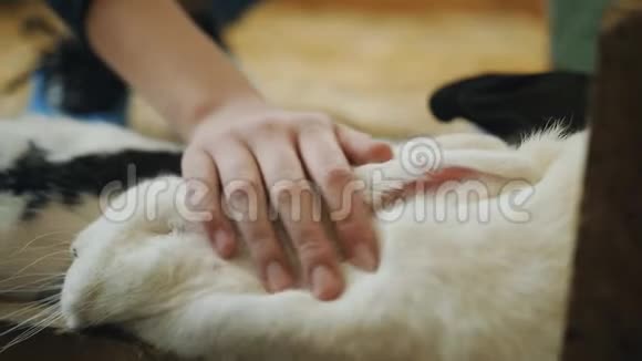 宠物动物园里的女孩抚摸着一只熟睡的白兔的头视频的预览图
