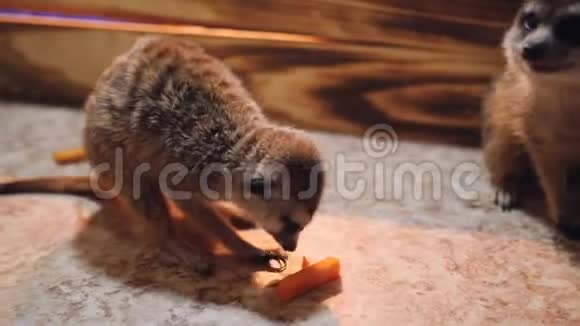 两只猫鼬在宠物动物园里跑过笼子吃着胡萝卜视频的预览图