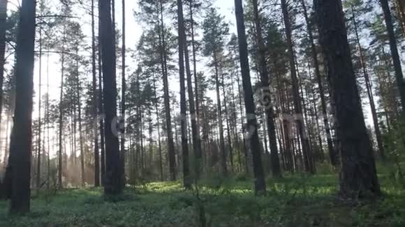 阳光充足的森林中的高松树视频的预览图